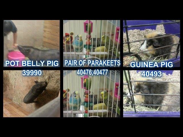 Gwinnett Pig