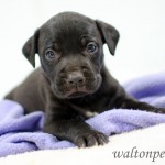 Adoptable Georgia Dogs for July 1, 2014