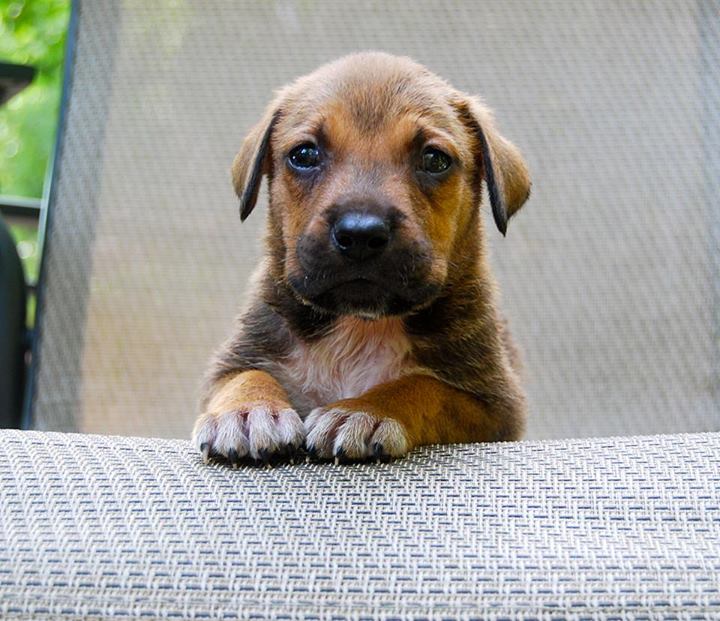 Oscar