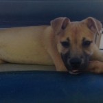 Adoptable Georgia Dogs for July 7, 2014