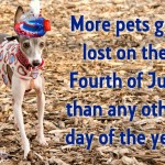 Adoptable Georgia Dogs for July 3, 2014