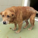 Adoptable Georgia Dogs for July 23, 2014