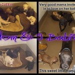 Adoptable Georgia Dogs for July 15, 2014
