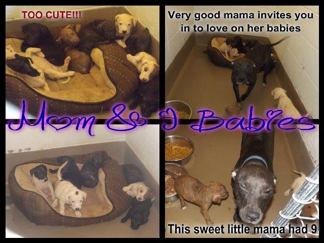 Pitty and Babies