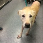 Adoptable Georgia Dogs for July 29, 2014