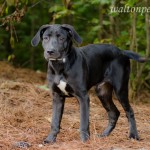Adoptable Georgia Dogs for July 17, 2014
