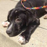 Adoptable Georgia Dogs for February 20, 2014