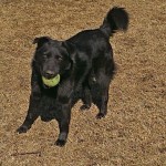 Adoptable Georgia Dogs for July 10, 2014