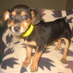 Adoptable Georgia Dogs for August 28, 2014