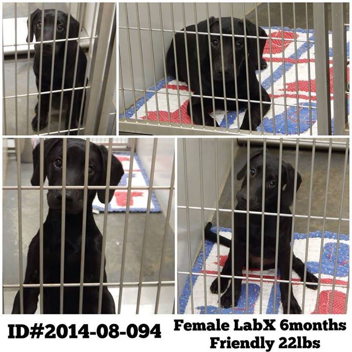 Barrow Black Lab