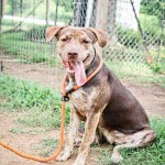 Adoptable Georgia Dogs for August 19, 2014