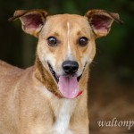 Adoptable Georgia Dogs for August 13, 2014
