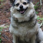 Adoptable Georgia Dogs for August 11, 2014