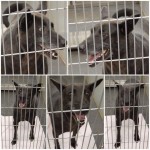 Adoptable Georgia Dogs for August 22, 2014