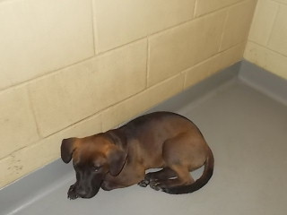Chocolate Lab2