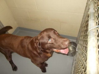 ChocolateLab