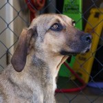 Adoptable Georgia dogs for August 27, 2014