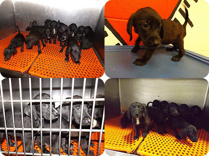 Floyd 11 Puppies Comp