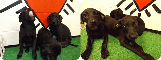 Floyd Lab Puppies 5