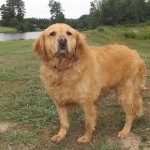 Adoptable Georgia Dogs for August 1, 2014