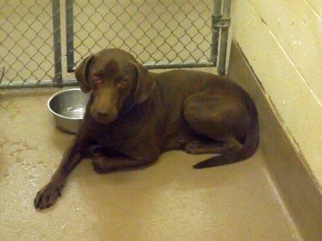 Gwinnett 41330