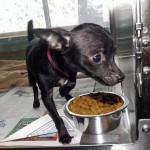 Adoptable Georgia Dogs for August 14, 2014
