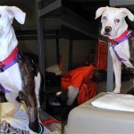 Adoptable Georgia Dogs for July 18, 2014