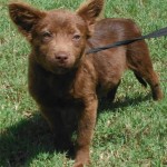 Adoptable Georgia Dogs for August 25, 2014