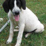 Adoptable Georgia Dogs for July 28, 2014