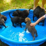 Adoptable Georgia Dogs for July 2, 2014