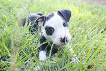 Tallulah
