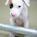 Adoptable Georgia Dogs for August 20, 2014