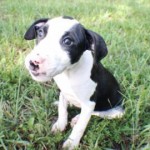 Adoptable Georgia Dogs for August 29, 2014