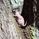 A hairless squirrel in my front yard today
