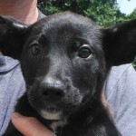 Adoptable Georgia Dogs for September 8, 2014