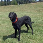 Adoptable Georgia Dogs for September 15, 2014