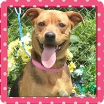 Adoptable Georgia Dogs for September 19, 2014