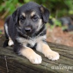 Adoptable Georgia Dogs for September 11, 2014