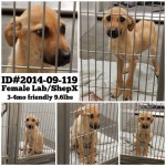 Adoptable Georgia Dogs for September 23, 2014