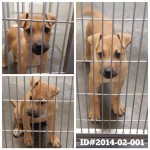 Adoptable Georgia Dogs for February 6, 2014