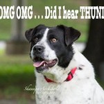 Adoptable Georgia Dogs for September 10, 2014