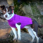 Adoptable Georgia Dogs for February 5, 2014