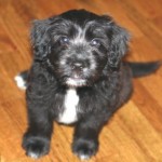 Adoptable Georgia Dogs for September 9, 2014
