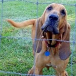 Adoptable Georgia Dogs for September 5, 2014