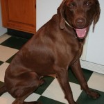 Adoptable Georgia Dogs for September 22, 2014