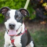 Adoptable Georgia Dogs for August 15, 2014