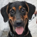 Adoptable Georgia Dogs for September 16, 2014