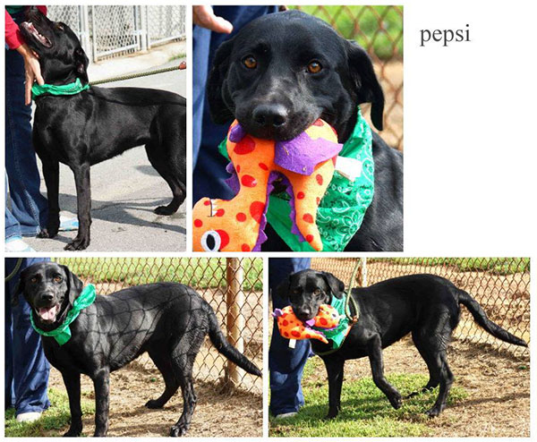 Pepsi Summerville 600 px