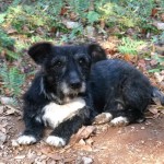 Adoptable Georgia Dogs for September 18, 2014