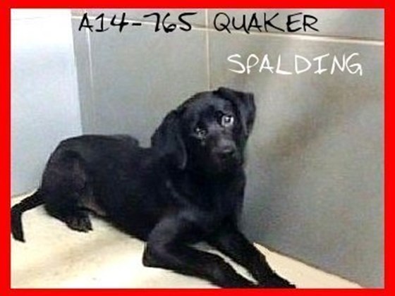 Quaker